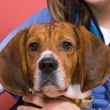 close up on brown dog's head holding by a technician