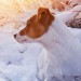 dog spending time in the snow