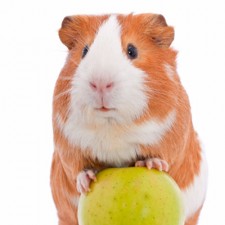 guinea pig standing with a green apple