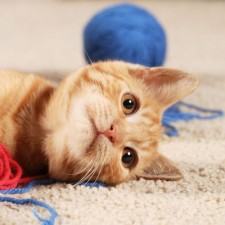 cat lying on the ground with blue ball on yarn